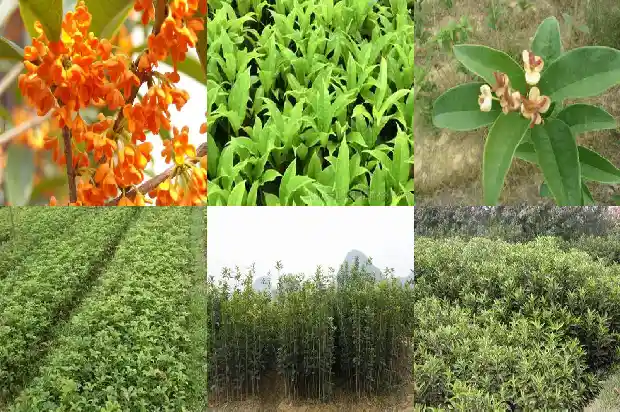 桂花和什么在一起泡茶好1689035075956