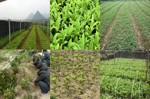 桂花的形状是什么样子的?1683680138954