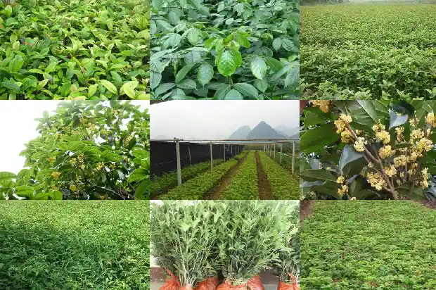 桂花的形状是什么样子的?1683680139002