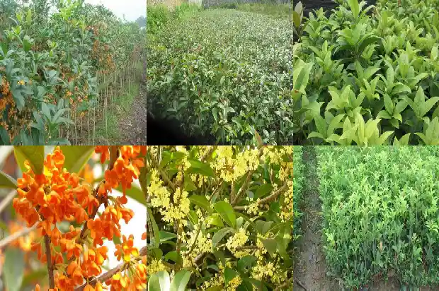 南方有桂花树吗?1683680293594
