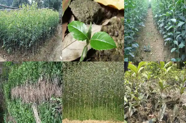 25公分桂花树的价格是多少1689577296291