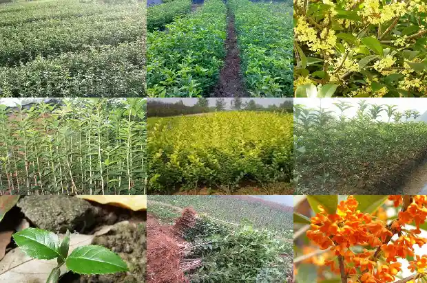 南方的桂花树1683680319954