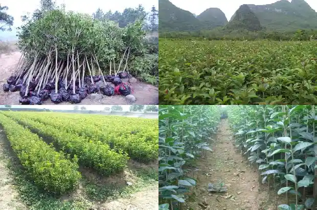 桂花树在哪里买便宜呢1683680363508
