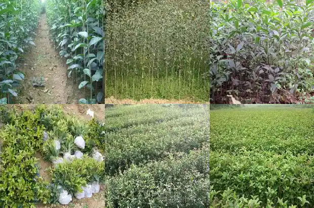 桂花树僵苗怎么办1690417957429