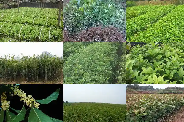 18公分的桂花树价格多少钱一盆呢1690763498752
