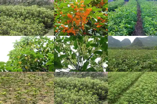 桂花苗批发价格多少一棵呢1683680402014