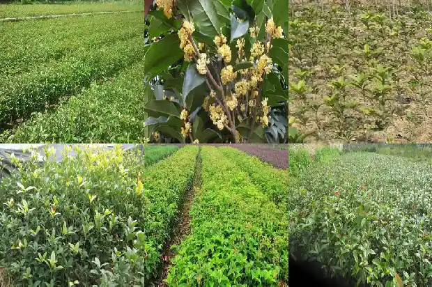 桂花苗批发价格多少一棵呢1683680402062