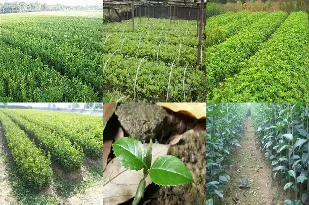 桂花苗批发价格多少一棵呢1683680402109