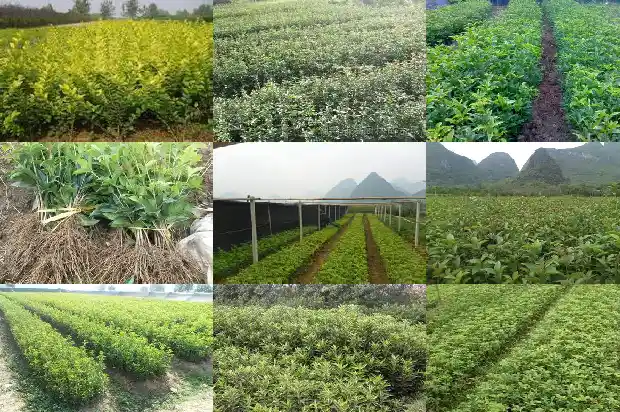 桂花苗批发价格多少一棵呢1683680402157