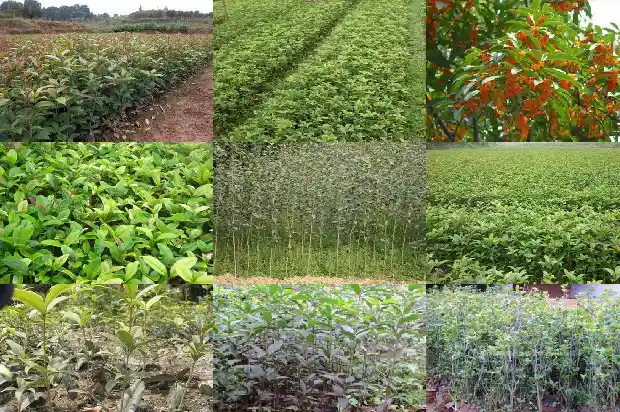 桂花树盆栽价格多少钱一盆啊1683680420792