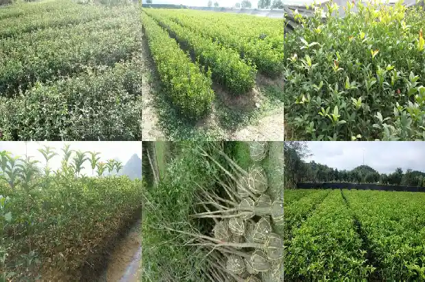 桂花树盆栽价格多少钱一盆啊1683680420840