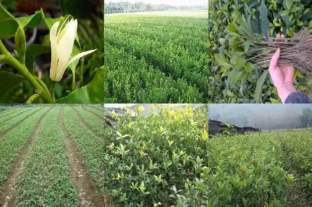盆栽桂花树价格多少一棵好呢1683680438159