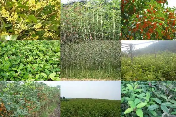 最好的桂花果多少钱一斤1683680477205