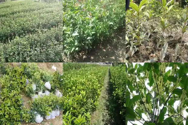 最好的桂花果多少钱一斤1683680477251