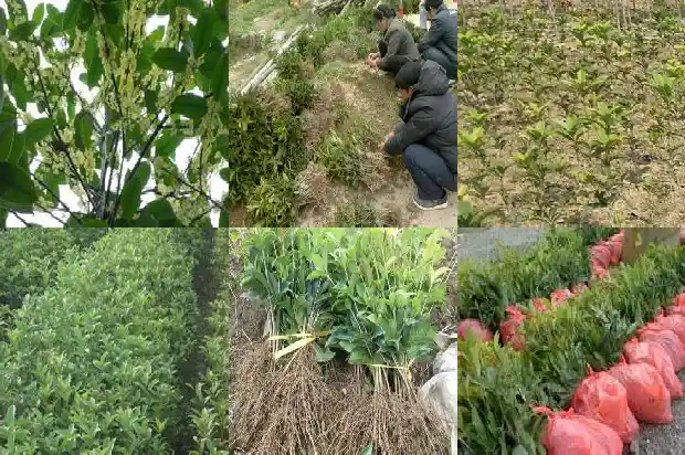 最贵桂花树价格多少一棵1683680494585