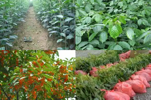 桂花树和银杏树一起种植好处1683680533444
