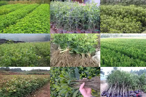什么桂花树最贵最好看又好养的1683680574561