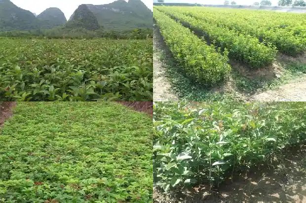 什么桂花树最贵最好看的品种1683680594291