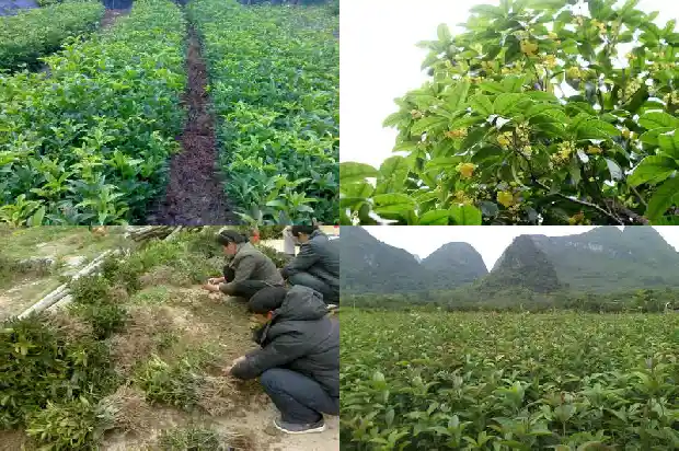 最好看的桂花树品种1683680612018