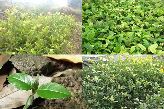 最好看的桂花树品种1683680612066