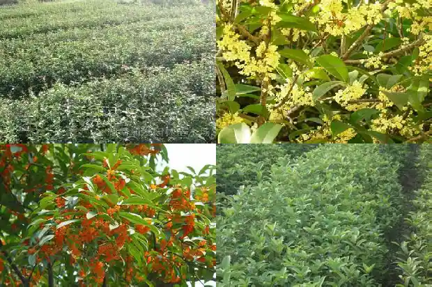 好看的桂花树形1683680631225