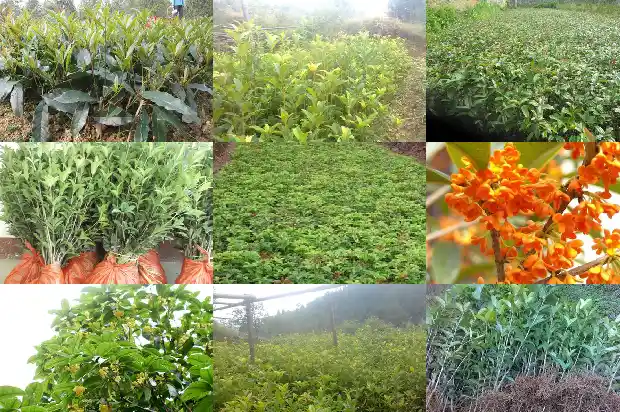 桂花树几月份施肥最好1689985985770