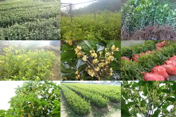 桂花树哪种最贵又好养活1683680650601