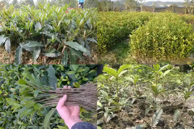 桂花树哪种最贵又好养活1683680650696