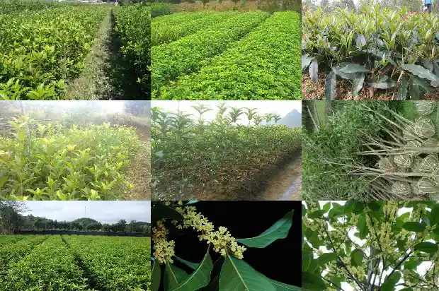桂花树哪种最贵又好养活1683680650744