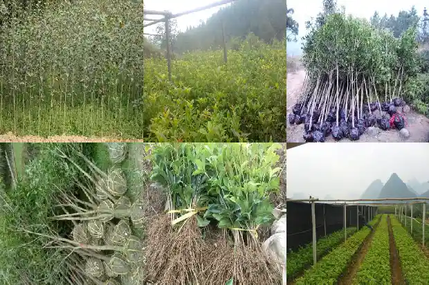 四季桂花树多少钱一株1690331816244
