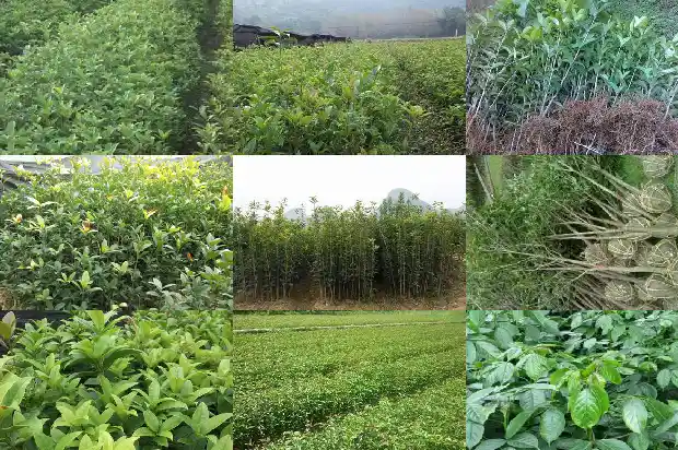 桂花树哪种最贵又好养又好看1683680675262