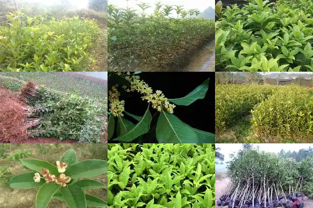 桂花树哪种最贵又好养又好看1683680675310