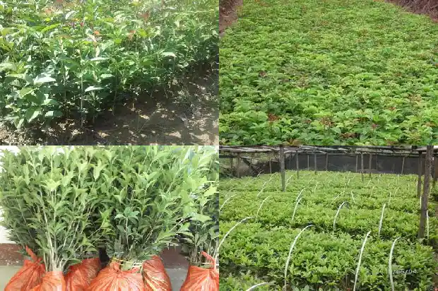 买哪种桂花树好养1683680699441