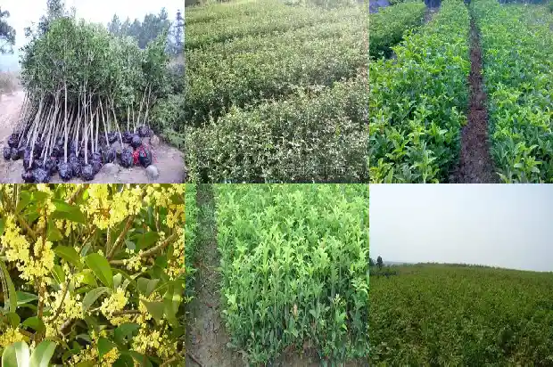 买哪种桂花树好养1683680699489