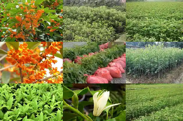 买哪种桂花树好养活1683680719128