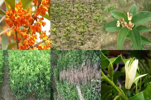 买哪种桂花树好养活1683680719175