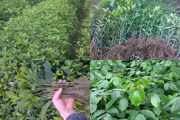 买哪种桂花树好养活1683680719223