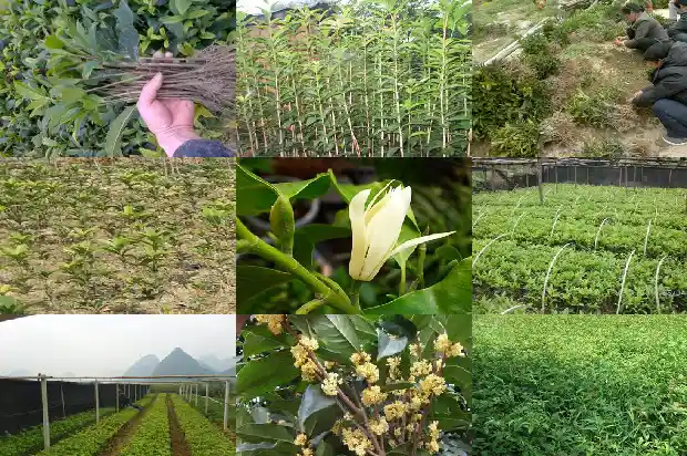 桂花树中的极品是什么1683680738575