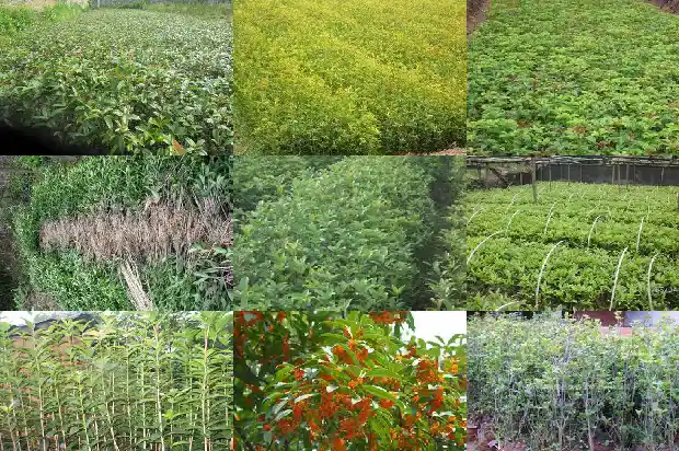 桂花树中的极品是什么1683680738622