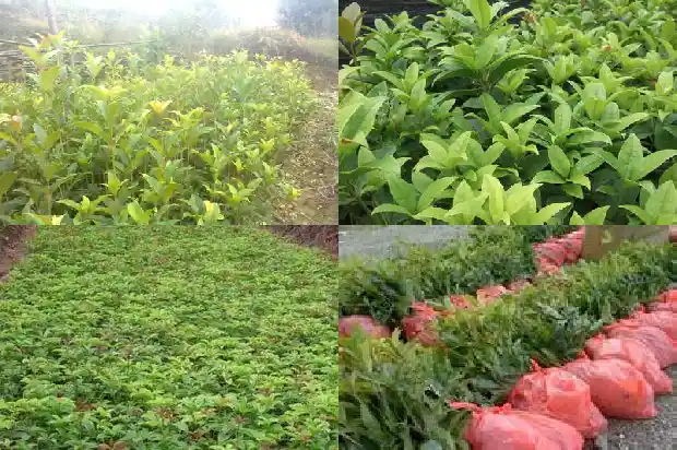 桂花树种在门前左边还是右边1683680754504