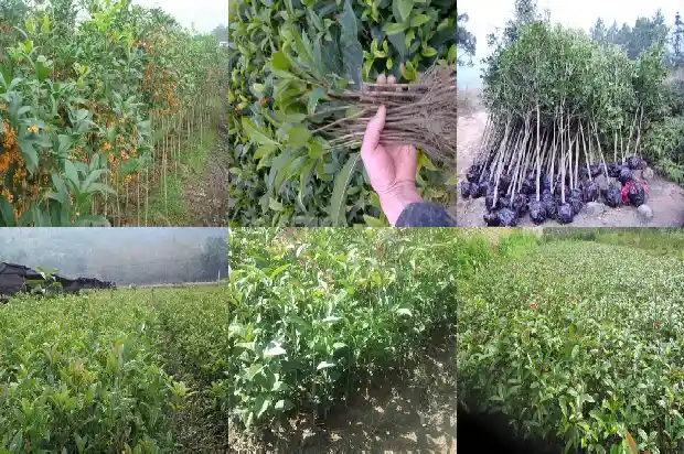 桂花树有几种?哪一种比较好?1683680776636