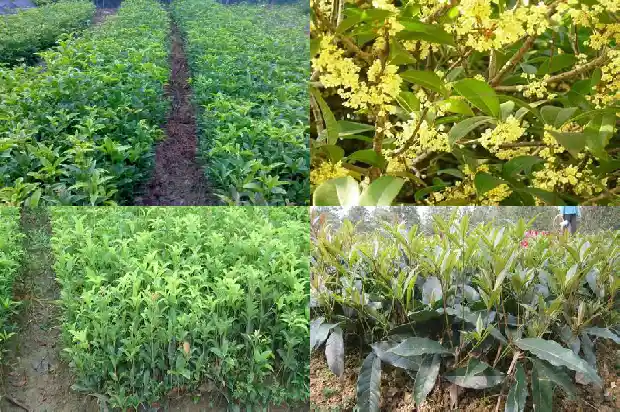 桂花树有几种?哪一种比较好?1683680776732