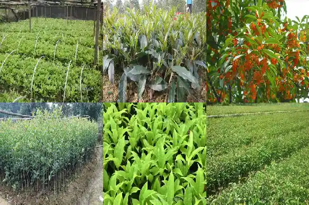 最值钱的桂花树排名第一是什么1683680792000
