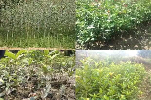 最值钱的桂花树排名第一是什么1683680792048