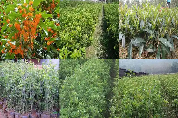 桂花树隔多远栽一棵1690591492453