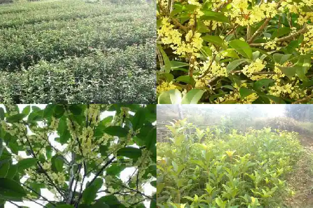 最值钱的桂花树排名第几位1683680811817
