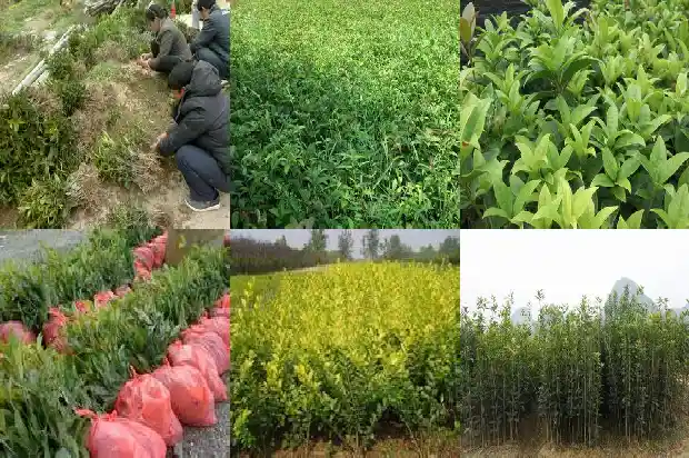 最值钱的桂花树排名第几名1683680833282