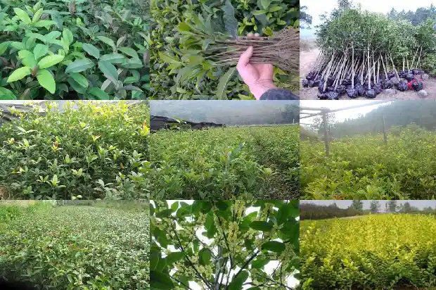 最值钱的桂花树排名第几名1683680833377