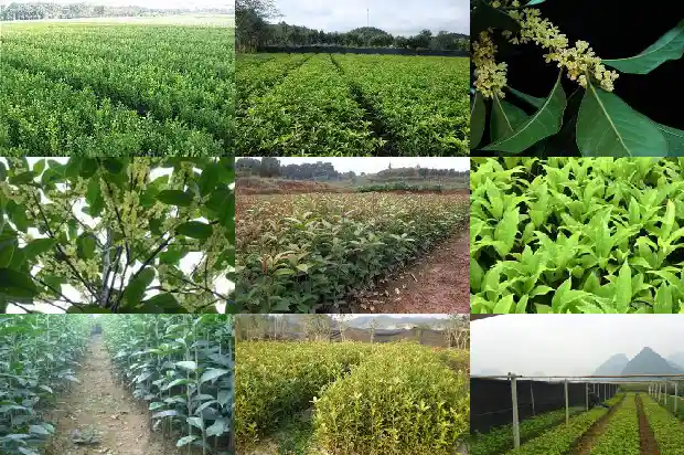 桂花树排行榜第几1683680850556
