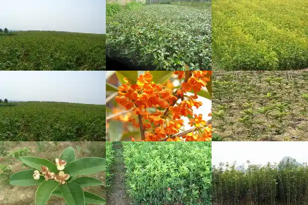 最值钱的桂花树种子是什么样的1683680868272